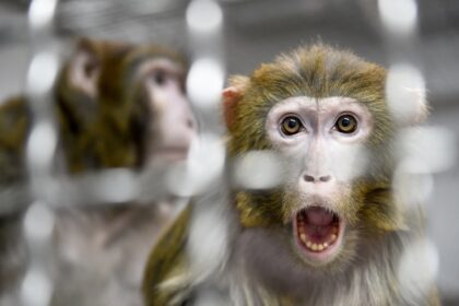 The rhesus macaques were described by local police as 'skittish'