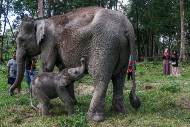 Sumatran elephants are on the brink of extinction with only about 2,400-2,800 left in the