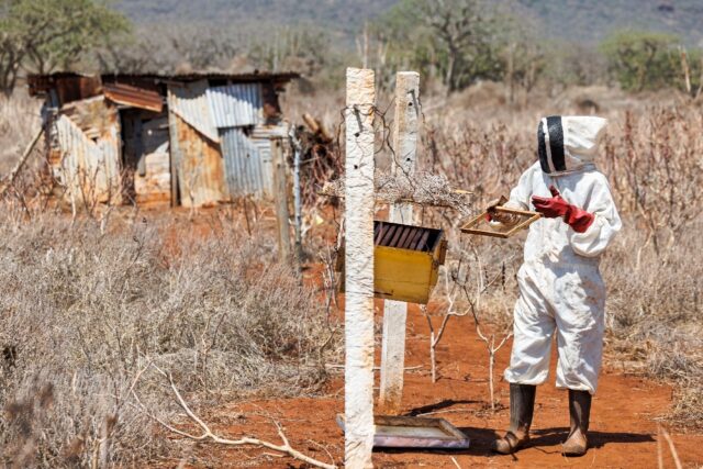 William Mwanduka inspects hives housing colonies of African honeybees