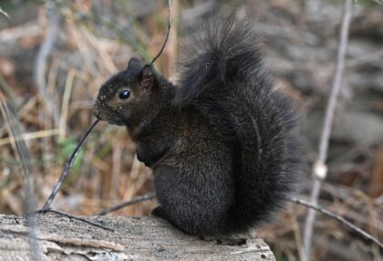 New Yorker Mark Longo said he rescued Peanut after seeing his mother killed by a car, goin