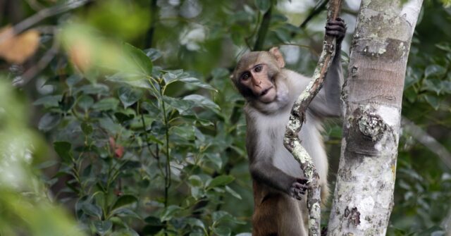 2 More Escaped Monkeys Recaptured And Enjoying Peanut Butter And Jelly ...