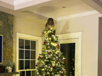 WATCH: ‘Majestic’ Owl Comes Down Virginia Family’s Chimney to Perch on Christmas 