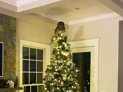 WATCH: ‘Majestic’ Owl Comes Down Virginia Family’s Chimney to Perch on Christmas 