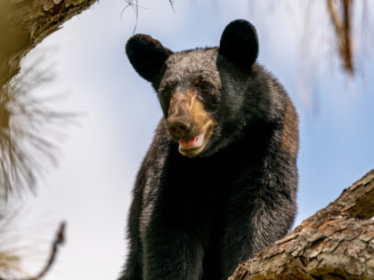 Hunter Dies When Bear Falls from Tree After Being Shot and Lands on Him