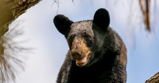 Hunter Dies When Bear Falls On Him After Being Shot