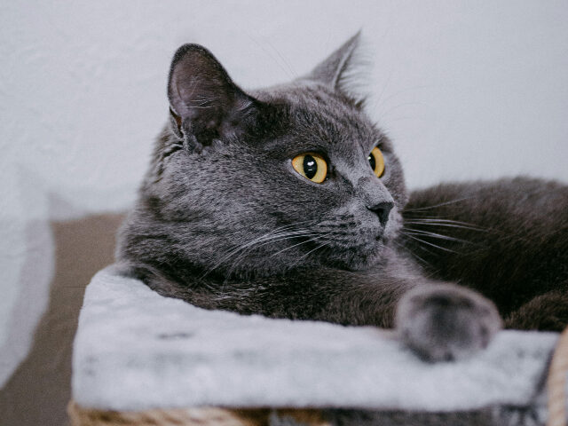 VIDEO: Overjoyed Family Reunites with Adopted Cat that Went Missing 11 Years Ago in Utah