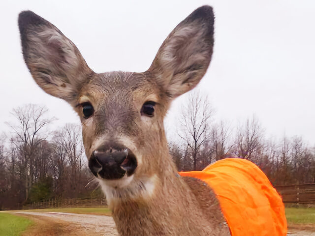 Deer in hi-vis orange vest