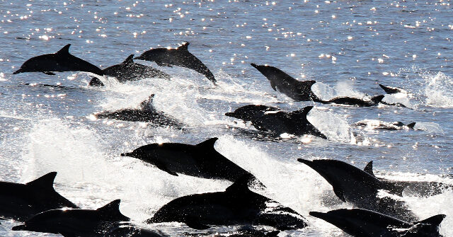 WATCH: Massive California 'Dolphin Stampede' Fascinates Visitors