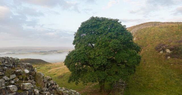 Two Men Face Trial for Cutting Down Famed 'Sycamore Gap' Tree, Damaging Hadrian's Wall