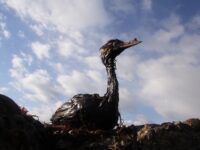 PORT KAVKAZ, RUSSIA - NOVEMBER 14: A bird coated in black sludge sits along the sea shore