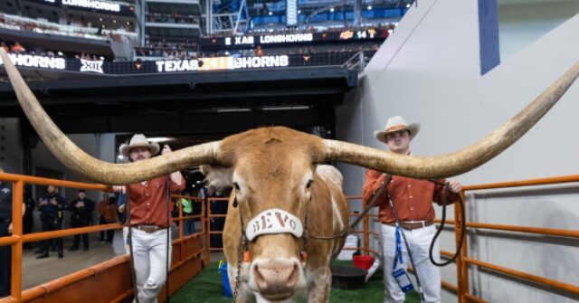 Legendary Texas Mascot 'Bevo' Banned from Upcoming College Football Playoff Game