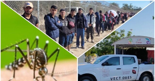 NextImg:Dengue Fever Hits Texas Border Region, Highest Infection Rate in Two Decades, Say Health Officials