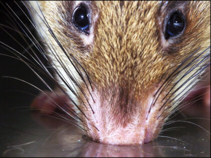 Sniffer rats trained to find landmines in Tanzania on May 03, 2004 - A rat in his training