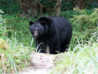 Virginia: Man Dies When Bear Falls on Him After Being Shot Out of Tree