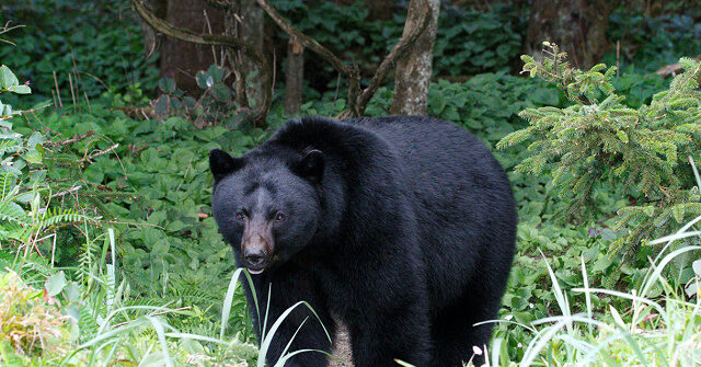 Virginia: Man Dies When Bear Falls on Him After Being Shot Out of Tree