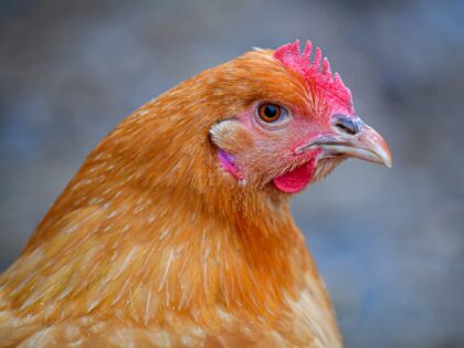 This photograph shows a chicken on a farm, a few days before its slaughter in Souligne-Fla