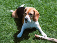 Trump Admin Ends All Beagle Experimentation at NIH