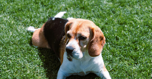 Lawmakers Celebrate with Beagle Rescued from Inhumane Testing Lab