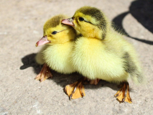 VIDEO — ‘It Spreads Like Wildfire’: Bird Flu Forces California Hatchery to Put Do