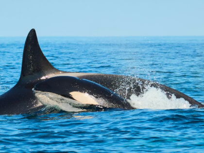 killer whale with calf