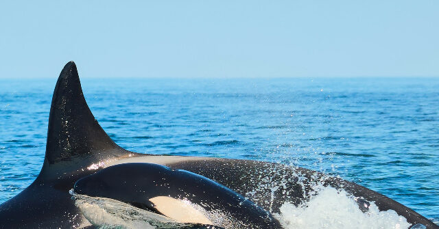 Killer Whale that Carried Dead Calf for 1,000 Miles Gives Birth Again to Live Calf