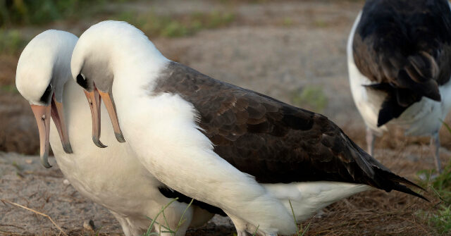 World's Oldest Wild Bird Lays Egg at Age 74