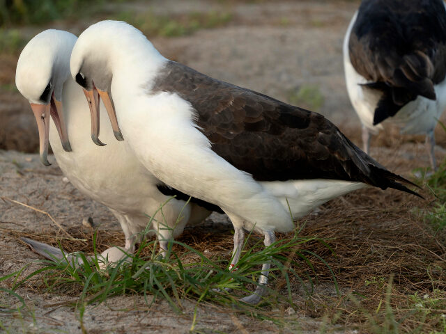 Wisdom, the legendary Laysan albatross or mōlī, stands at right with red leg tag next to