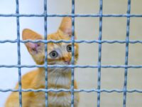 ‘Orwellian’ — Rand Paul Festivus Report Shows Feds Spent Millions Torturing Cats