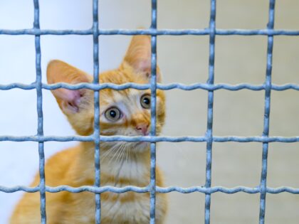 9 December 2024, Brandenburg, Cottbus: A small cat looks through the bars of an animal she