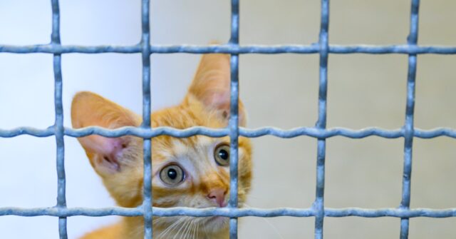 NextImg:'Orwellian' -- Rand Paul Festivus Report Shows Feds Spent Millions Torturing Cats