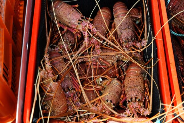 The ban on Australian rock lobster is the last of several to be lifted by China