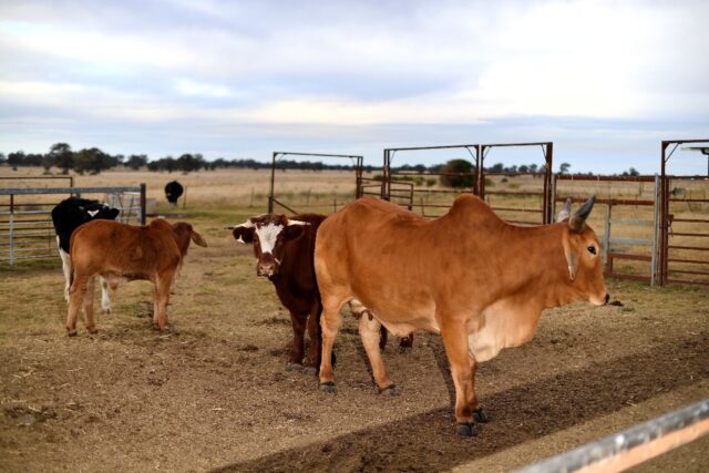 China has fully lifted suspensions on Australian red meat, including beef, dismantling one