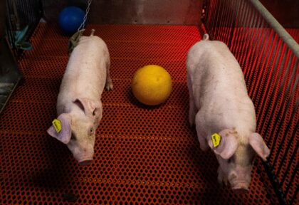 Young genetically altered pigs walk past a ball in their pens at the Revivicor research fa