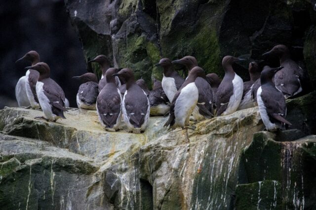 This handout photo provided by the US Fish and Wildlife Service (USFWS) shows common murre