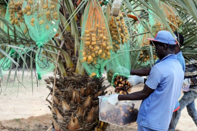 Mejhoul dates, native to Morocco's semi-arid regions, are famed for their large size, tend