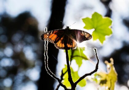 A Monarch butterfly (Danaus plexippus) is pictured at the oyamel firs (Abies religiosa) fo