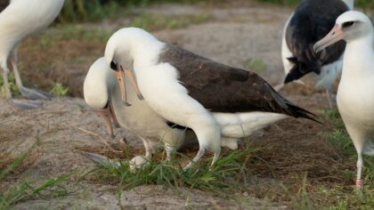 Wisdom (R), a Laysan Albatross that is at least 74 years old, is expecting again