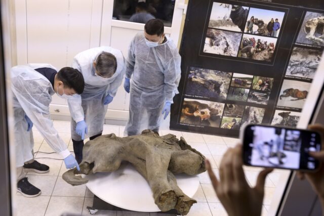 APTOPIX Russia Baby Mammoth The Associated Press