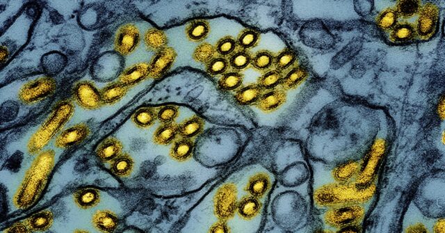 Bird flu: Louisiana patient is first severe case and California declares emergency