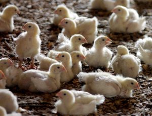 CDC says first severe case of bird flu confirmed in Louisiana