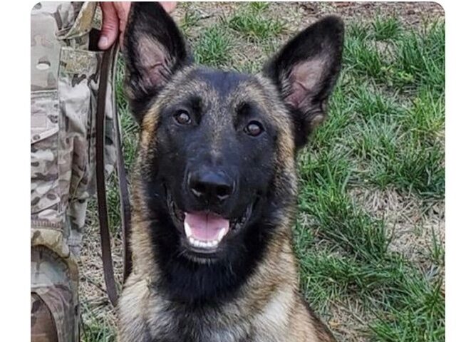 K-9 Rocky (U.S. Marshals)