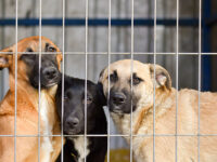 VIDEO — ‘We Are All Here to Help You’: Veterinarian Takes in 41 Pets as Fires Bur