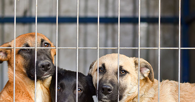 VIDEO: Veterinarian Takes in 41 Pets as Fires Burn Los Angeles