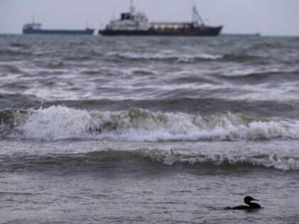 KRASNODAR, RUSSIA - NOVEMBER 18: A bird coated in black sludge swims along the shore of th