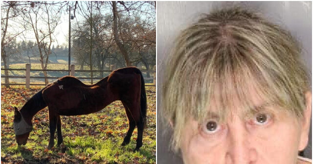 Woman Arrested After 27 Dead Horses Found in California