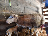 WATCH — ‘Thank You, God’: Woman Finds Beloved Sheep Alive in Aftermath of L.A. Fi