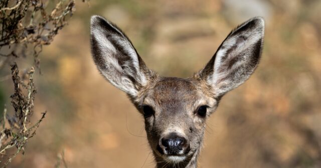 Warning Issued as Wildlife Officials Find Georgia Deer with Chronic Wasting Disease