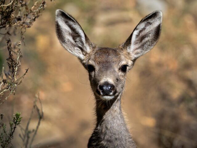 Catalina Island, CA - October 31: A mule deer fawn watches it's mother drink water at a fe