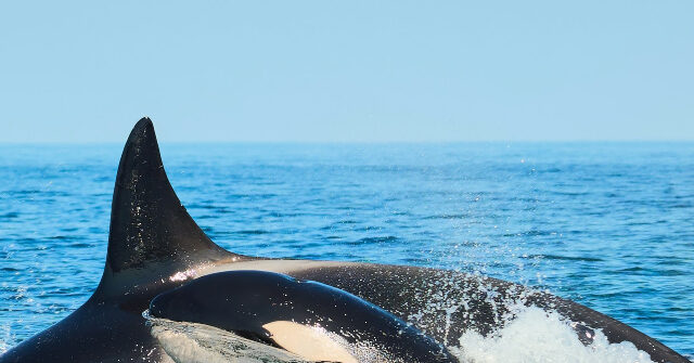Endangered Killer Whale Mother Is Grieving Again After Losing Another Calf