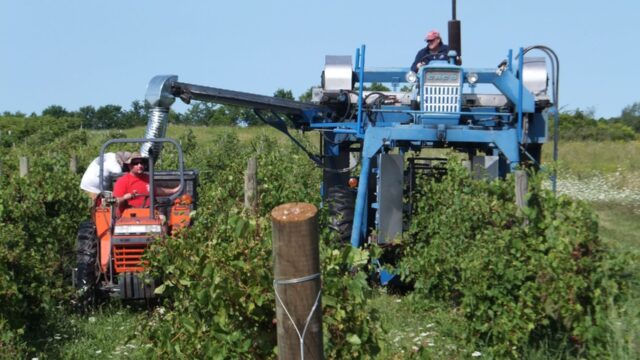 An undated photo of David Jilbert, a Parkinson's patient, shows him spraying his Ohio vine